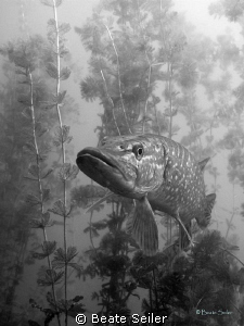 Northern Pike , black and white, taken with Canon G10 by Beate Seiler 